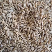 جو ابی بذری،گندم دیم بذری
