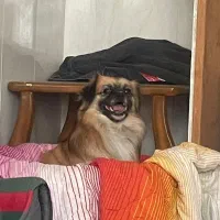 سگ نژاد دار اصیل