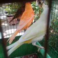 قناری ابلغ سرخ