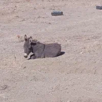 کره خر ۵ ماهه ماده|حیوانات مزرعه|شیروان (خراسان), |دیوار