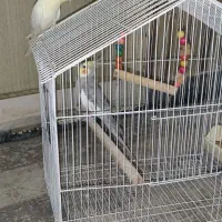 عروس هلندی مولد|پرنده|قدس, شهر‌قدس|دیوار