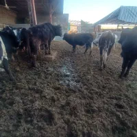 یک عدد گوساله گیل دورگ ماده