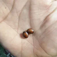 یک جفت نیگین انگشتر. کسی میشناسه میخوام بفروشم