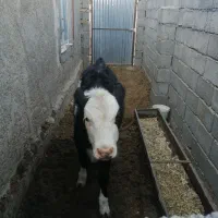 فروش گاوشیری