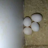 تخم نطفه دار عروس هلندی ضمانتی