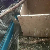 عروس هلندی|پرنده|مشکیندشت, |دیوار