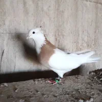 تعدادی کبوتر رنگ خوشکل