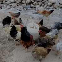 مرغ و خروس