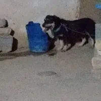 واگذاری سگ پاکوتا