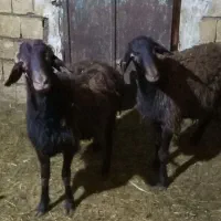 بره نر افشاری|حیوانات مزرعه|لالجین, |دیوار