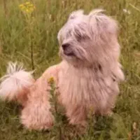 سگ پا کوتاه مالتیز