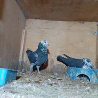 سلام دوجفت کفترسوسکی پرشی دم سفید