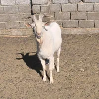 نره بز سانن