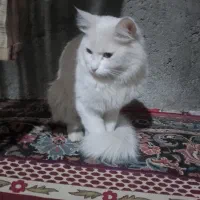 سلام خسته نباشید دوستان