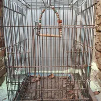 قفس عروس هلندی و گرینچیک بزرگ