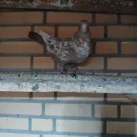 پرنده|پرنده|گتوند, |دیوار