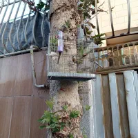 نره سهره بخون|پرنده|اصفهان, حصه شمالی|دیوار