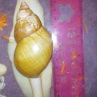 حلزون اچاتینا