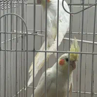 عروس هلندی زیبا سرحال خوش خون