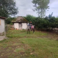 اسب نریان کرد
