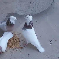 پرنده