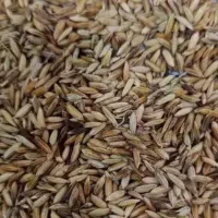 چلتوک تیلکی