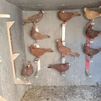 بیله گلی|پرنده|کشکوئیه, |دیوار