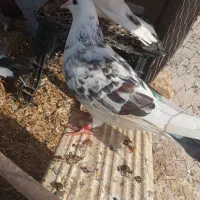 کبوتر|پرنده|طارم (زنجان), |دیوار