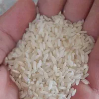 آنلاین شاپ برنج کامفیروز|خوردنی و آشامیدنی|مرودشت, ژیان|دیوار