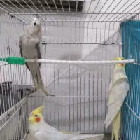 عروس هلندی   نر   و   ماده