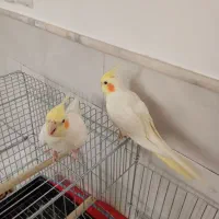 عروس آلبینو