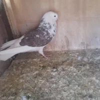 کفتر|پرنده|سیرجان, |دیوار