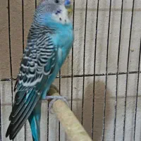 مرغ عشق با جوجه