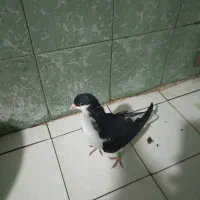 کبوتر|پرنده|ماهدشت, |دیوار