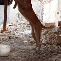 توله یکساله