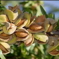 باغ-کشاورزی-5000-متری-قطره-ای