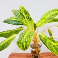 آگلونما طلایی دو بوته بزرگ شاداب و سالم کنگان