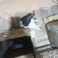 کبوتر|پرنده|فیروزآباد (لرستان), |دیوار