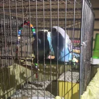 یک جفت مرغ عشق تخم گذار به همراه جوجه