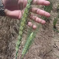 سمپاشی|خدمات باغبانی و درختکاری|کرمانشاه, |دیوار