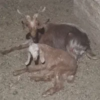 بز و بزغاله