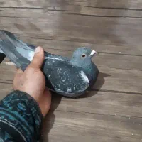 کفتر.پلاکی|پرنده|قدس, شهرقدس|دیوار