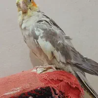 عروس هلندی|پرنده|سبزوار, قصبه غربی|دیوار