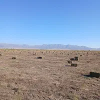 خارشترپرس شده خشک