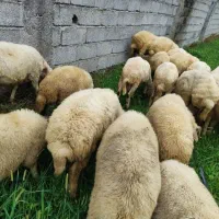بره زنده نر و ماده