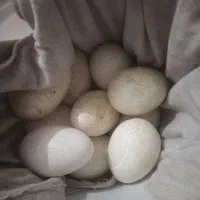 تعدادی تخم بوقلمون