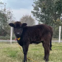 لیشه گوساله ی ماده|حیوانات مزرعه|کوچصفهان, |دیوار