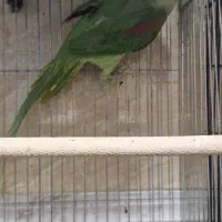 طوطی اسکندرون شاه|پرنده|شهریار, شهرک وائین|دیوار