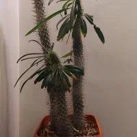 ۳ نخل ماداگاسکار با گلدان