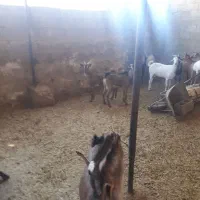 ۳ راس چپش شکالی